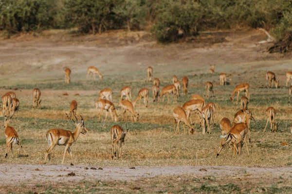 Eine Gruppe Wilder Tiere Der Savanne Von Kenia — Stockfoto