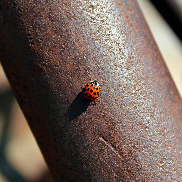 Ladybug Pipe — стоковое фото