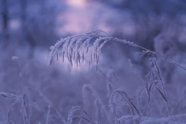 Beautiful Winter Landscape Snow — Stock Photo, Image