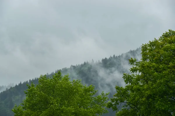 Vackert Landskap Med Skog Fjällen — Stockfoto