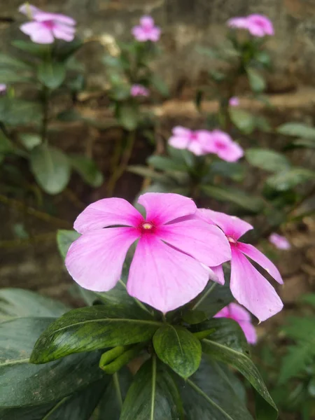 Красиві Рожеві Квіти Саду — стокове фото
