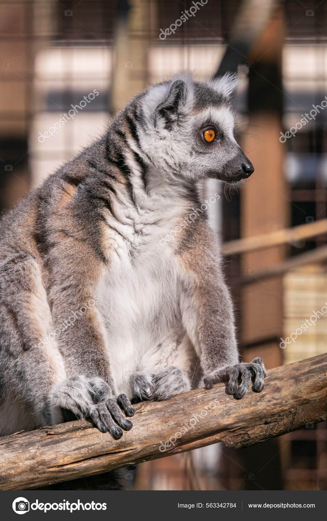 Крупным Планом Милого Лемура Стоковое Фото ©Wirestock 563342784