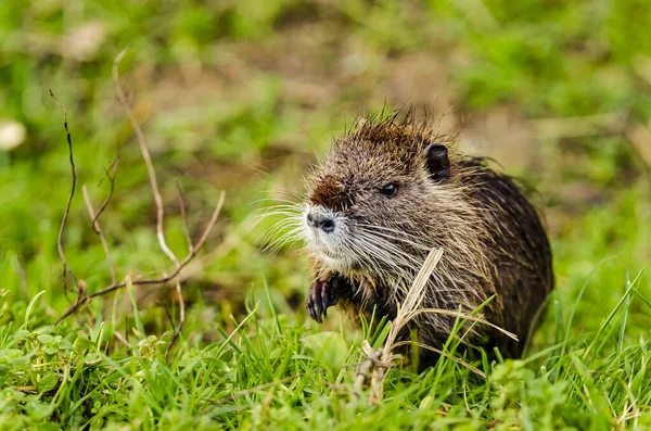 Closeup Shot Brown Animal Grass — Stockfoto