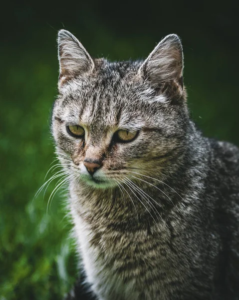 Porträtt Söt Katt Bakgrunden Närbild — Stockfoto