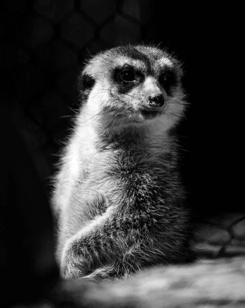 Meerkat Suricata Suricatta的特写 — 图库照片