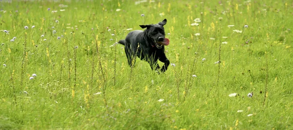 牧草地にいる犬 — ストック写真