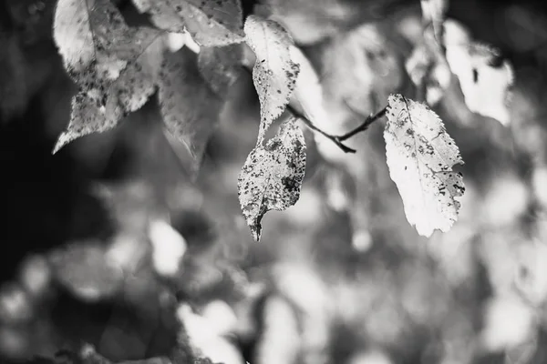 Φύλλα Φθινοπώρου Φύλλωμα Εποχής — Φωτογραφία Αρχείου