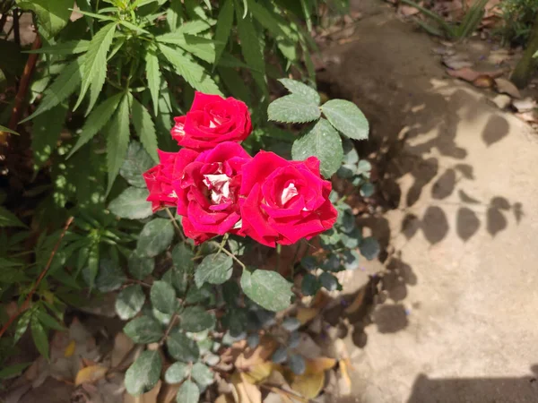 Kaunis Punaisia Ruusuja Puutarhassa — kuvapankkivalokuva