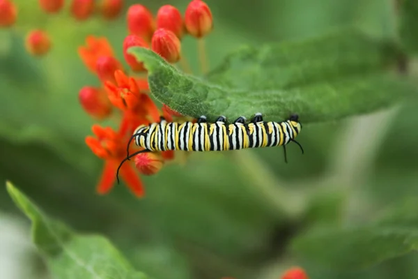 Closeup Shot Beautiful Caterpillar Background — Stok fotoğraf