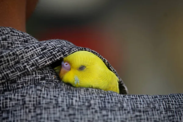 Closeup Shot Cute Parrot — Stock Photo, Image