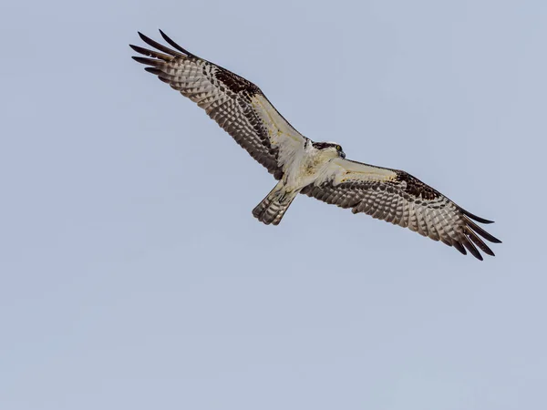 하늘을 흰머리 독수리 — 스톡 사진
