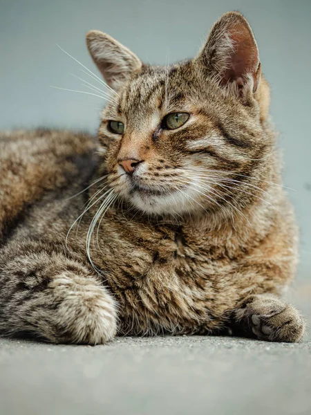 背景上一只可爱的猫的肖像 — 图库照片