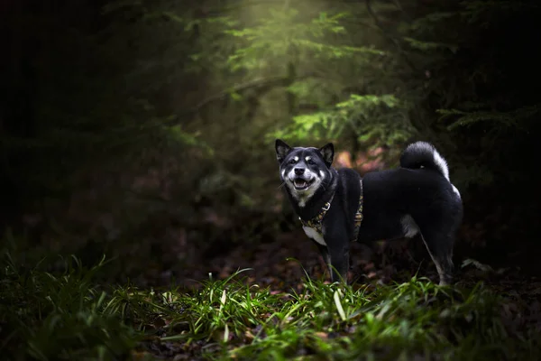 Σκύλος Στο Δάσος Φόντο Φύση — Φωτογραφία Αρχείου