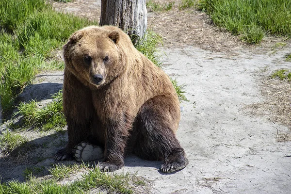 Niedźwiedź Brunatny Lesie Tle Natury — Zdjęcie stockowe