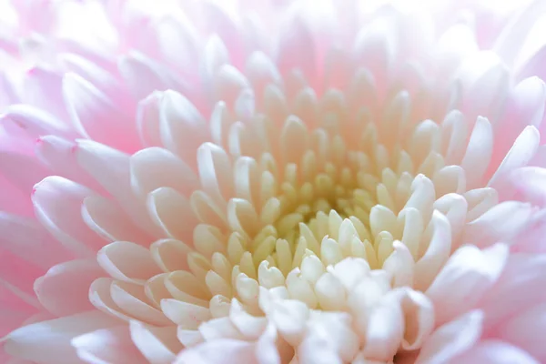 Hermosa Flor Crisantemo Cerca — Foto de Stock