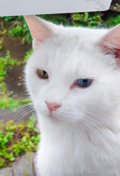 Portrait Cute Cat Background Close — Stock Photo, Image