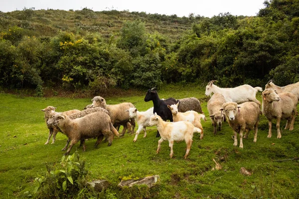 Πρόβατα Βόσκηση Στο Λιβάδι — Φωτογραφία Αρχείου
