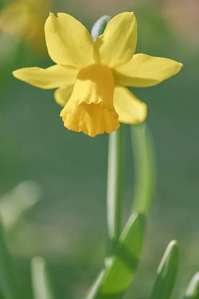 Yellow Daffodil Flower Garden — Stock Photo, Image