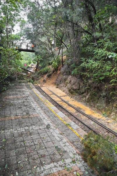 Trilhos Ferroviários Floresta Fundo Natureza — Fotografia de Stock