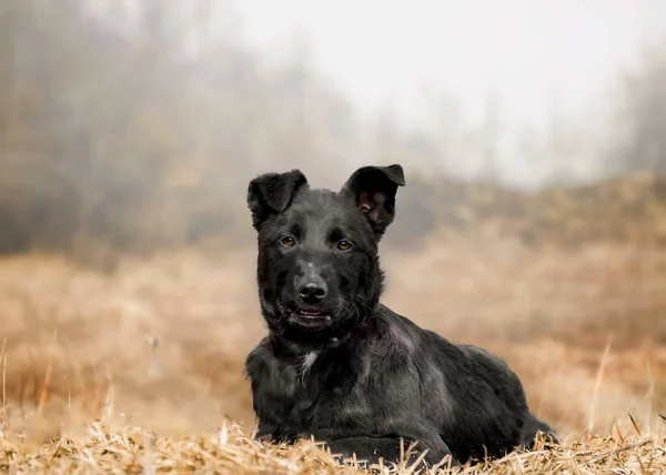 Potret Anjing Lucu Atas Rumput — Stok Foto