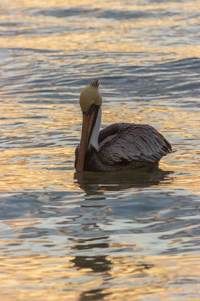 Hermoso Pato Blanco Nadando Río — Foto de Stock