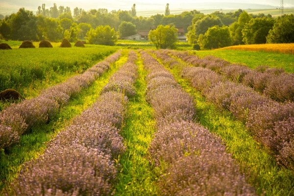 Beautiful Landscape Field Lavender — Stock Photo, Image
