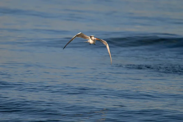 Gaviota Volando Mar — Foto de Stock