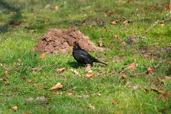 一只小鸟在草丛中的特写镜头 — 图库照片