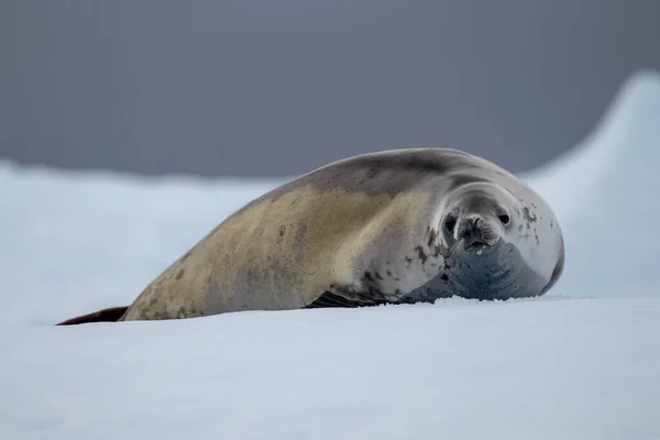 Antarctica Zeehond Het Strand — Stockfoto