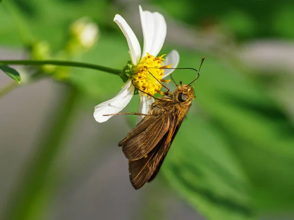Πεταλούδα Λουλούδι — Φωτογραφία Αρχείου