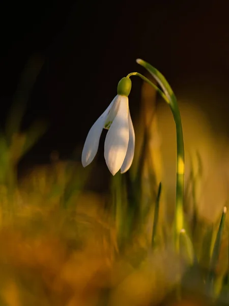 Beaux Gouttes Neige Dans Forêt — Photo