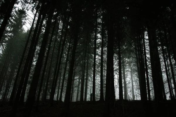 Belle Vue Sur Forêt Matin — Photo