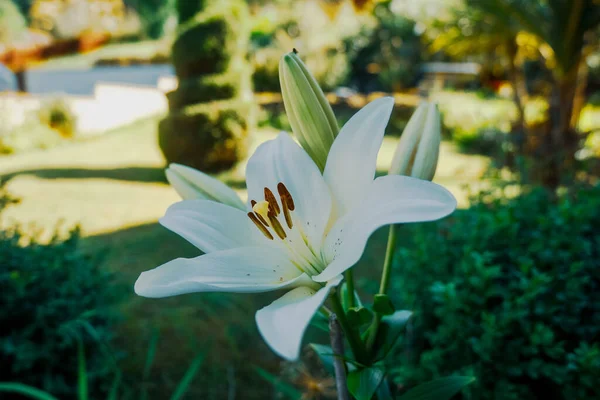 Belles Fleurs Lys Blanc Dans Jardin — Photo