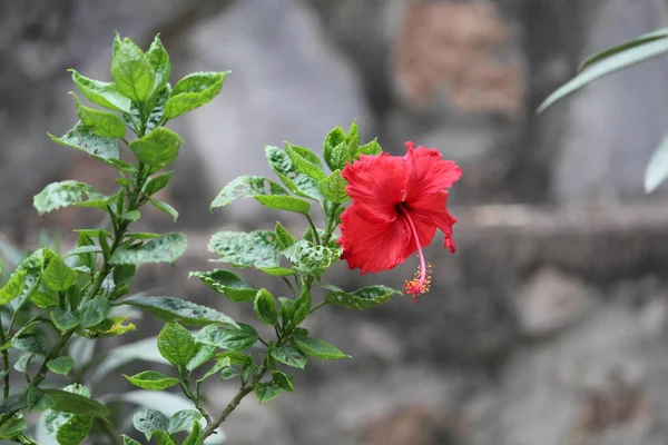 Czerwony Kwiat Hibiskusa Ogrodzie — Zdjęcie stockowe