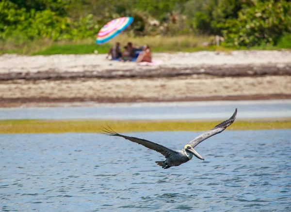 Pájaro Vuela Río — Foto de Stock