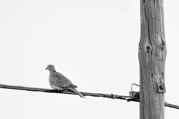 Ptak Gałęzi Tle Natury — Zdjęcie stockowe
