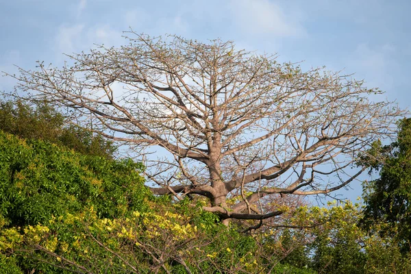 Гілки Дерева Лісі Фоні Природи — стокове фото