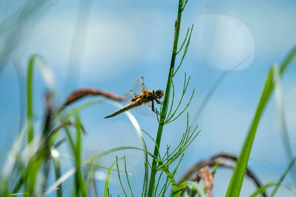 Libélula Grama — Fotografia de Stock