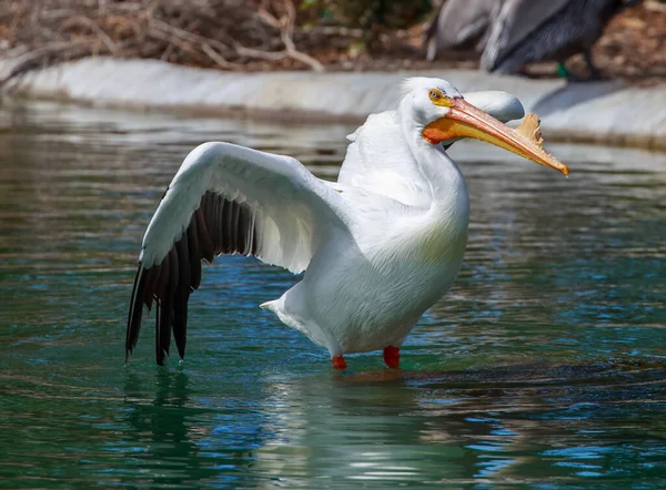 Pélican Blanc Dans Eau Sur Fond Nature — Photo