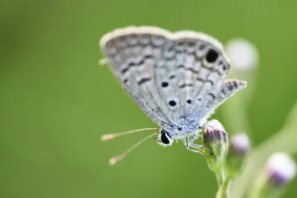 Widok Bliska Piękny Motyl — Zdjęcie stockowe