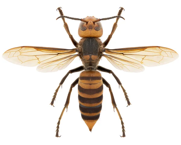 Isolated Wasp Background Close — Stock Photo, Image
