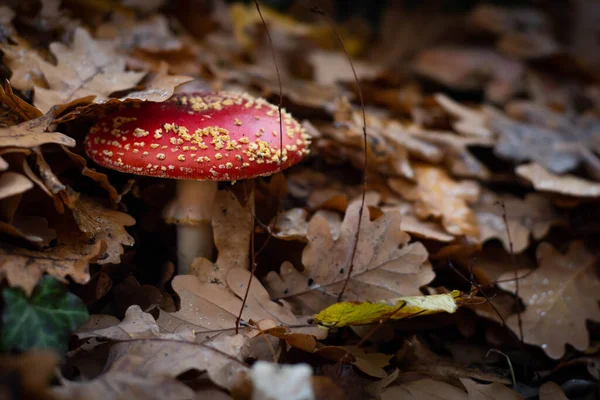 Red Mushroom Forest Nature Background — ストック写真