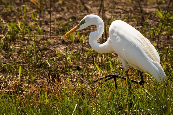 Garza Blanca Agua Fondo Naturaleza —  Fotos de Stock