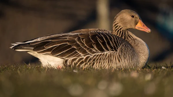 Duck Lake — Stock Photo, Image