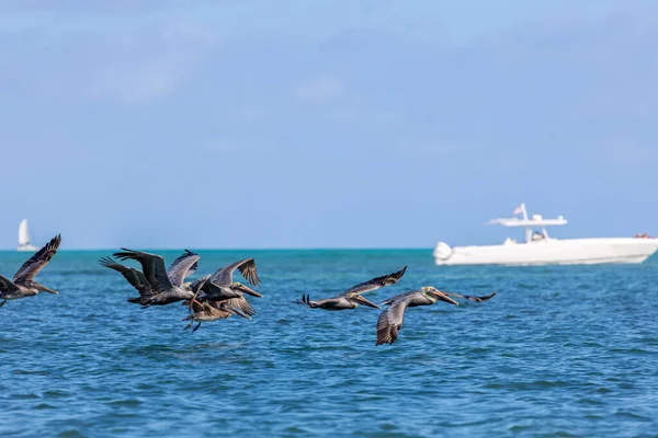 Birds Flying Water — Stock Photo, Image