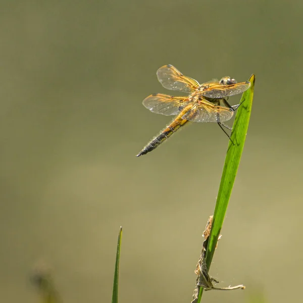 Libellule Sur Une Feuille Verte — Photo