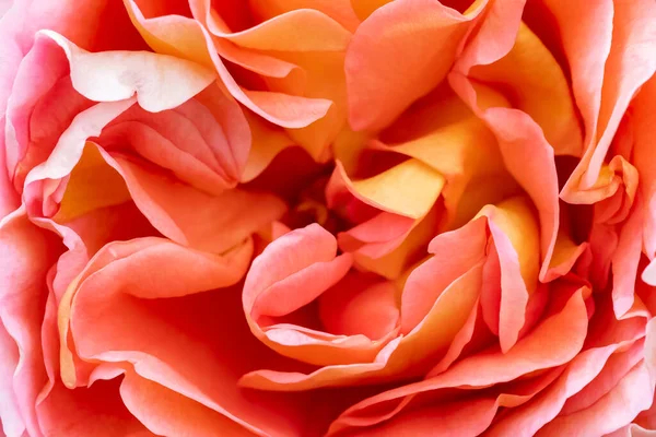 Belles Pétales Roses Rose Gros Plan — Photo