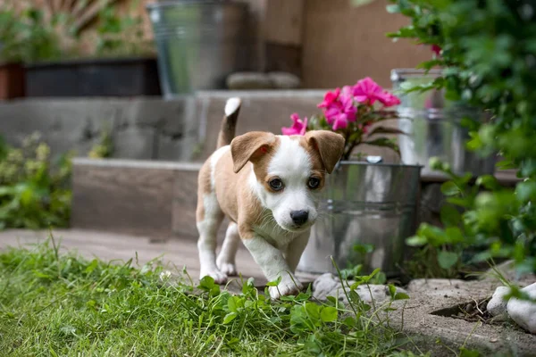 Bonito Cão Jardim — Fotografia de Stock