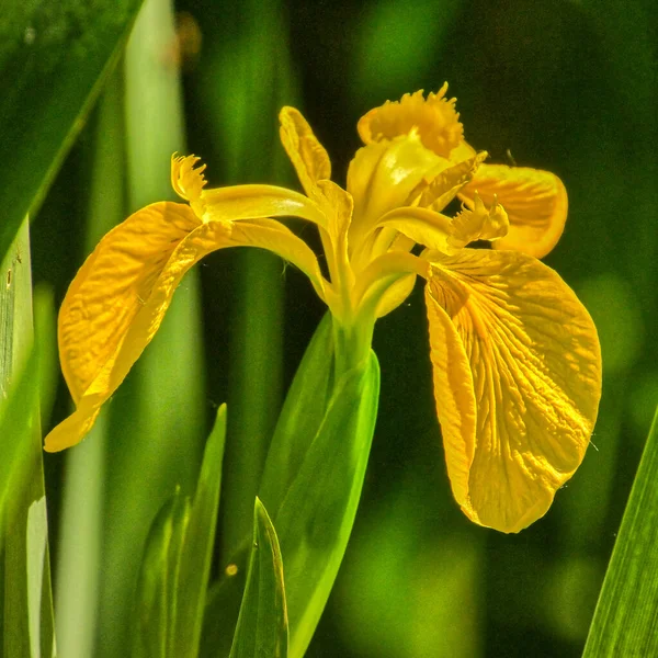 Schöne Gelbe Blume Garten — Stockfoto