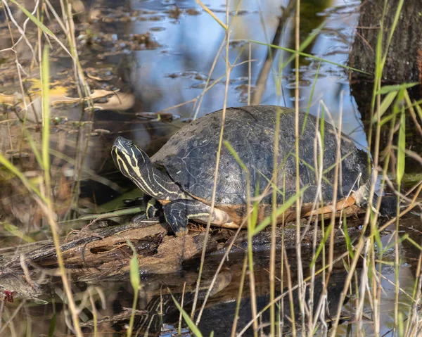 Een Close Shot Van Een Schildpad Het Water — Stockfoto